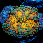 Sunrise Yuma Mushroom with textured coral surface in a reef aquarium