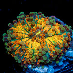 Sunrise Yuma Mushroom with textured coral surface in a saltwater aquarium