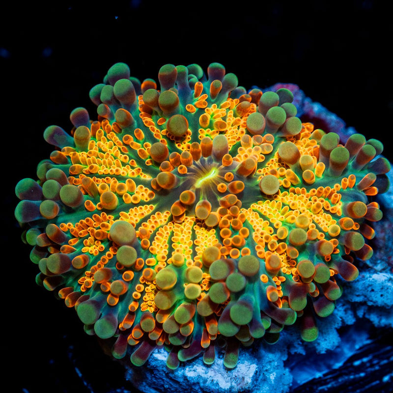 Sunrise Yuma Mushroom Coral