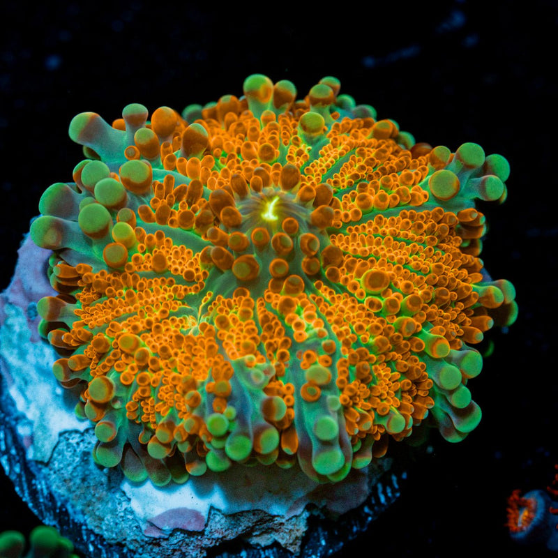 SunRise Yuma Mushroom Coral