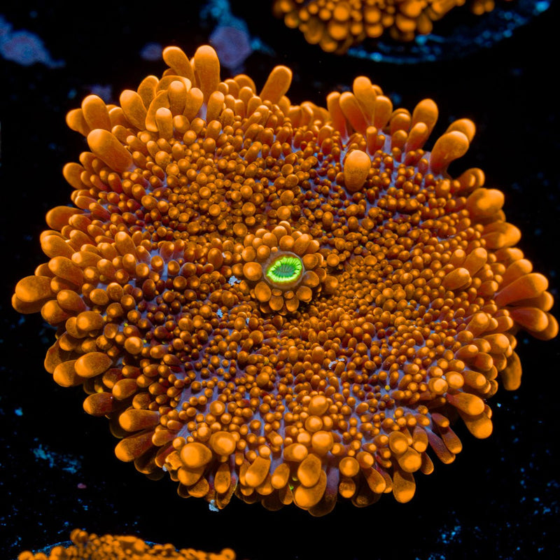 SunRise Yuma Mushroom Coral with distinctive mushroom disc in reef aquarium