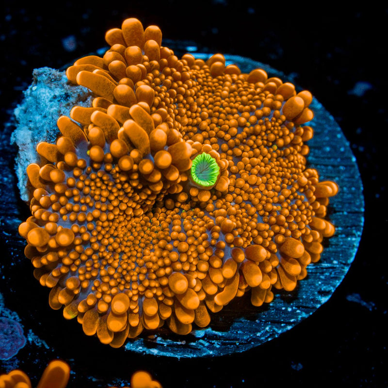 SunRise Yuma Mushroom Coral with orange mushroom disc in reef aquarium