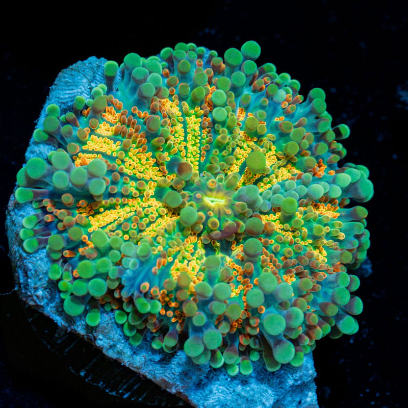 Sunrise Yuma Mushroom Coral with orange mushroom disc in reef aquarium