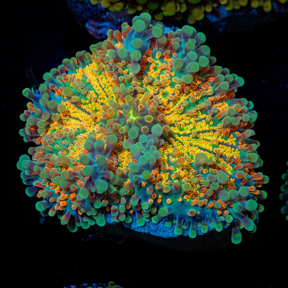 Sunrise Yuma Mushroom Coral with mushroom disc in reef aquarium
