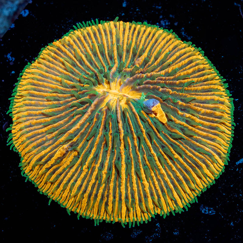 Sunset Fungia Plate Coral with fleshy open polyp in reef aquarium