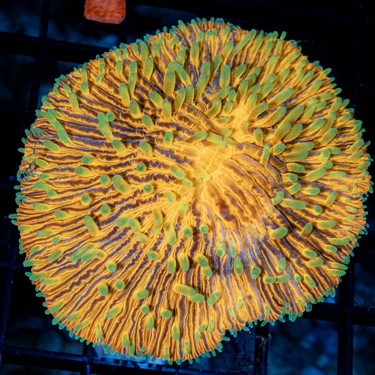 SunSet Plate Coral
