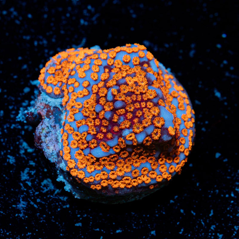 SuperMan montipora coral with branching growth in reef aquarium
