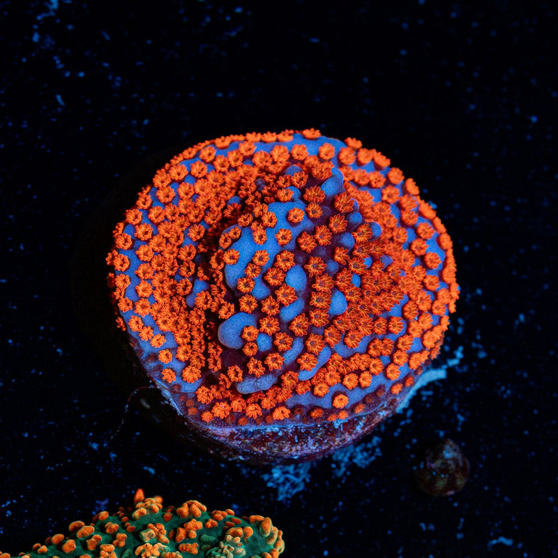 Superman Montipora Coral with branching growth in reef aquarium