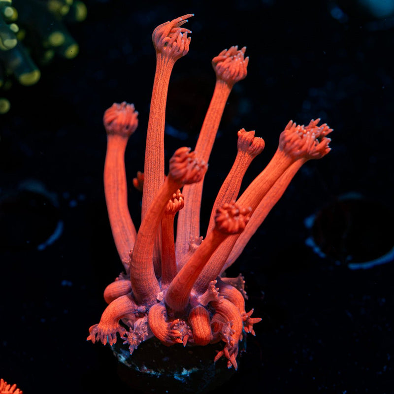 Sweet Tooth Goniopora Coral