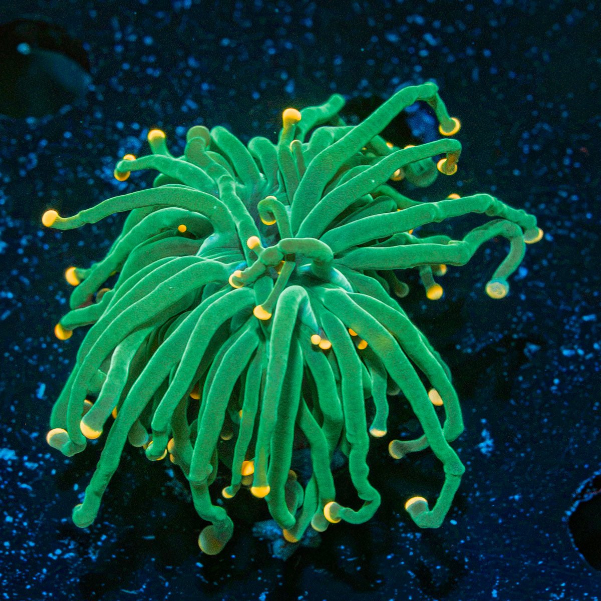 Sweet Tooth Torch Euphyllia Coral with flowing tentacles in reef aquarium