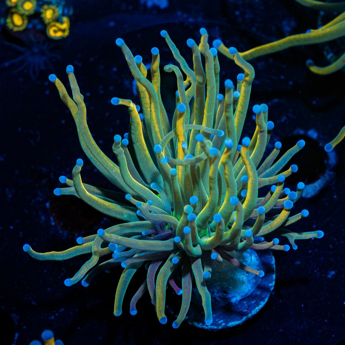 Talmer Torch Euphyllia with flowing tentacles in reef aquarium