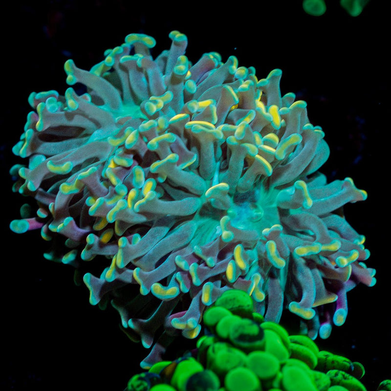 Teal Hammer Euphyllia Coral