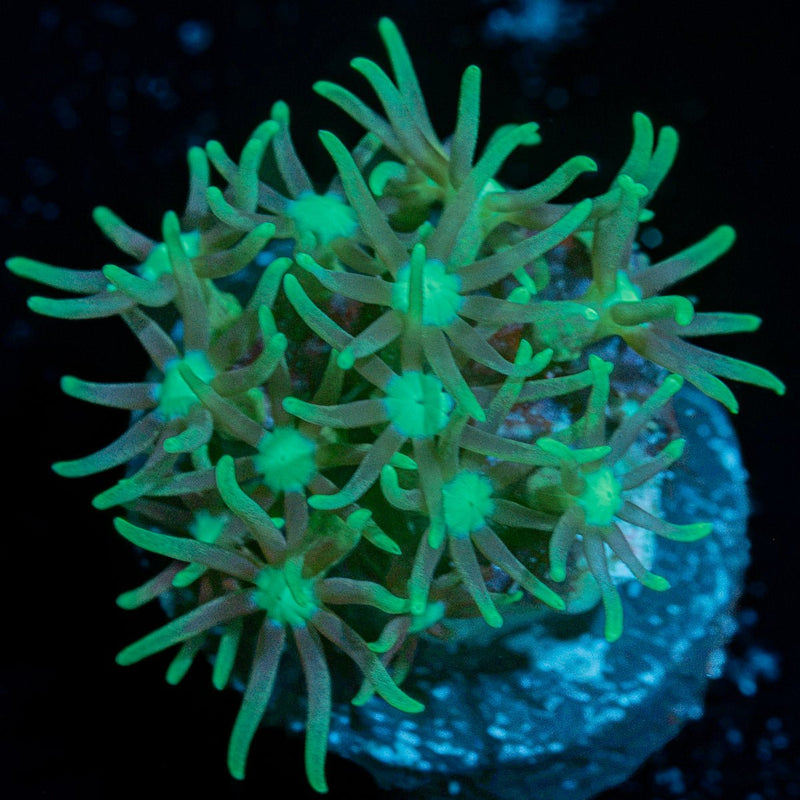 Teal Star Polyps Coral colony growth in reef aquarium