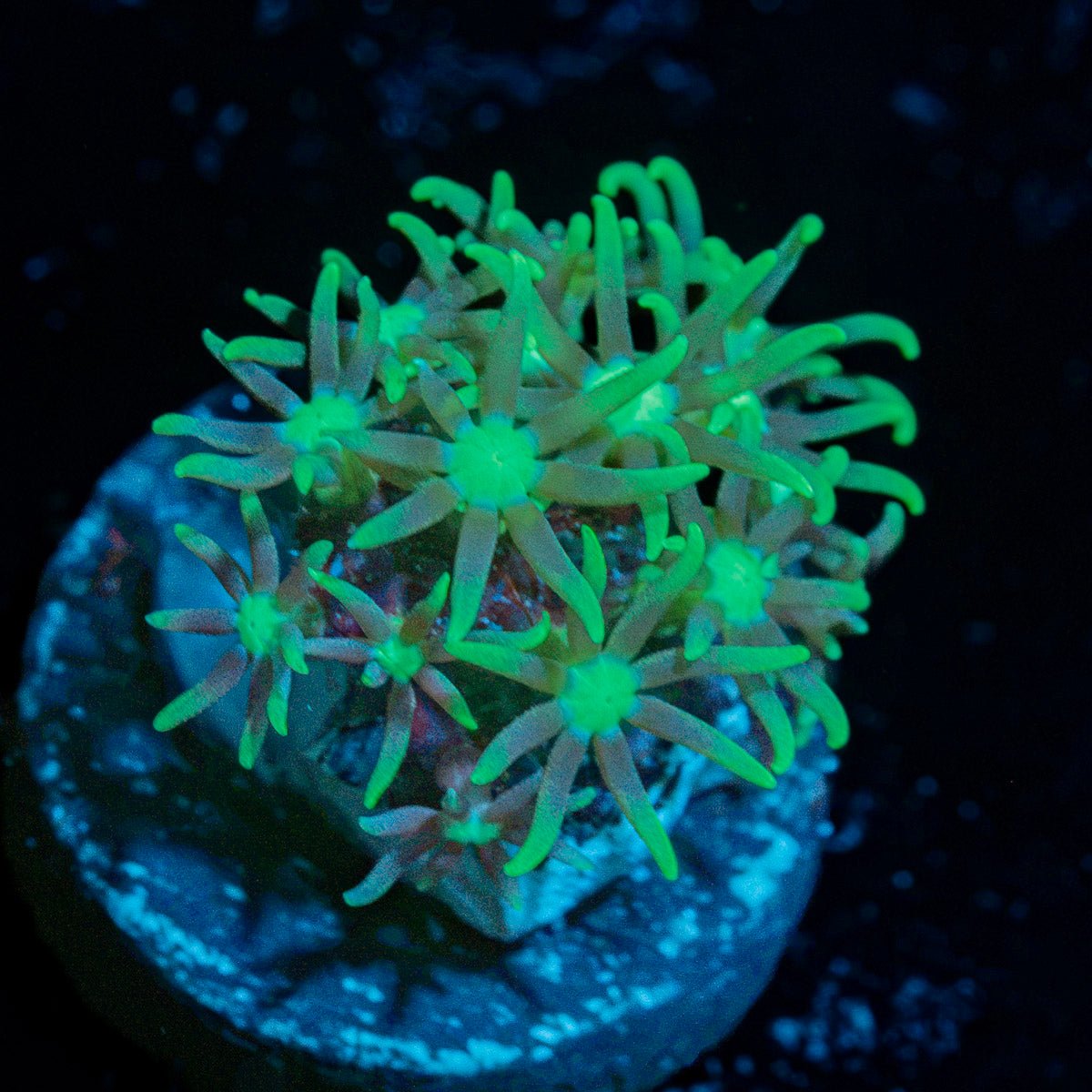Teal Star Polyps Coral colony growth in reef aquarium