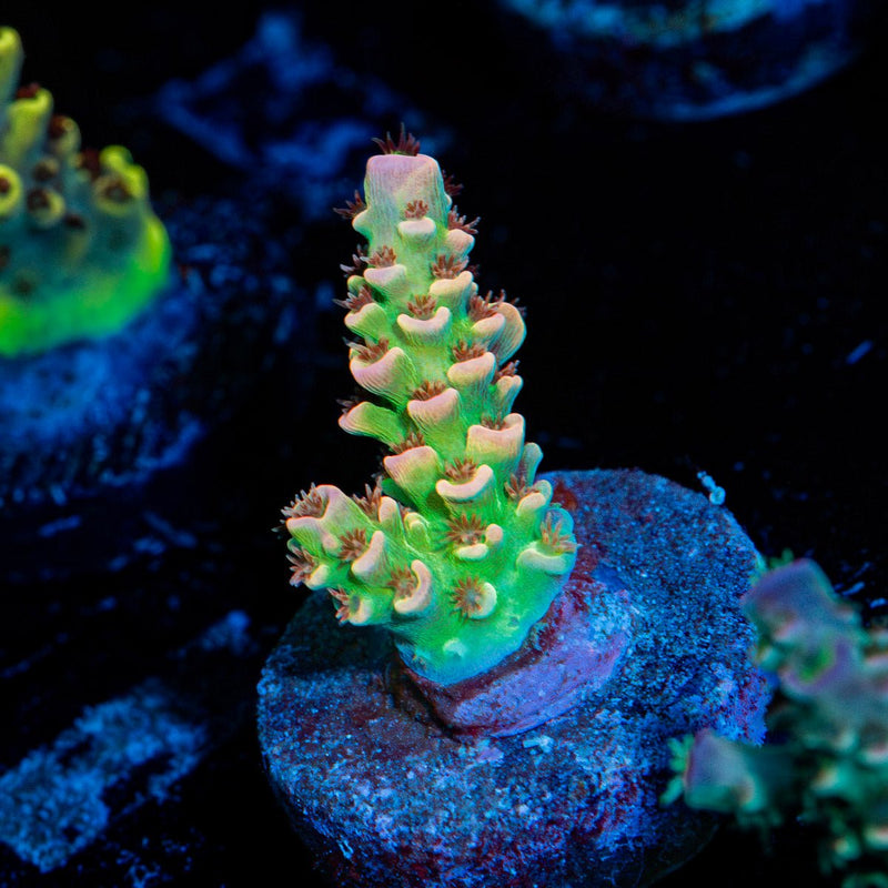 Tear Jerker Tenuis Acropora Coral with branching growth in reef aquarium