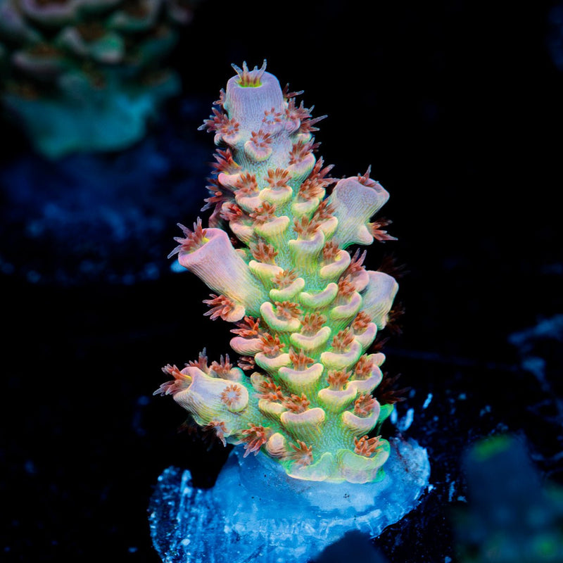 Tear Jerker Tenuis Acropora Coral