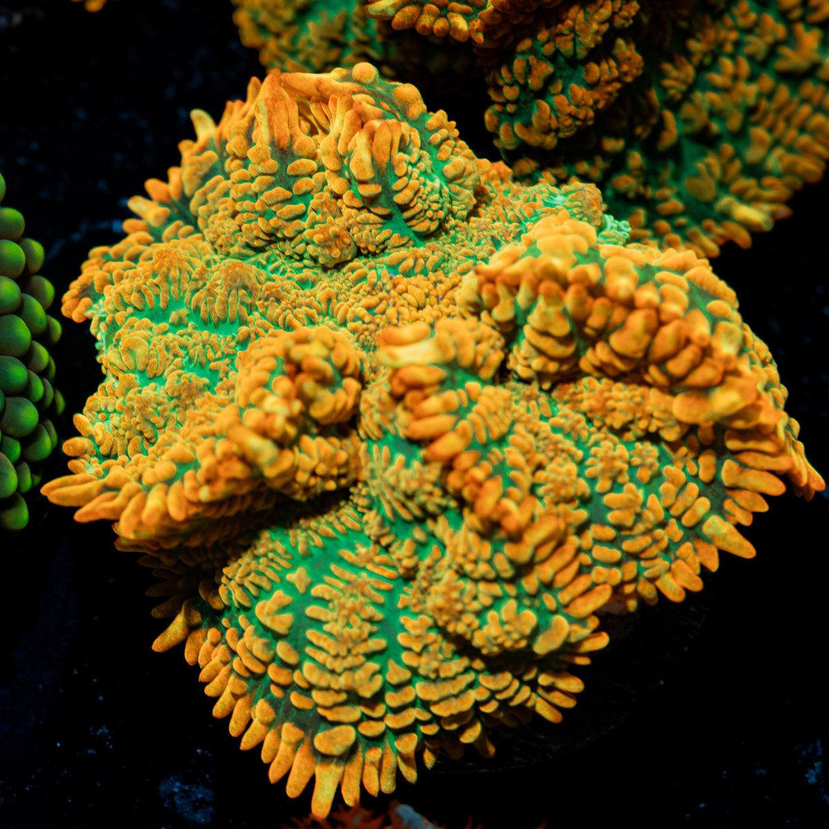 Tequila Sunrise Mushroom Coral with mushroom disc in reef aquarium