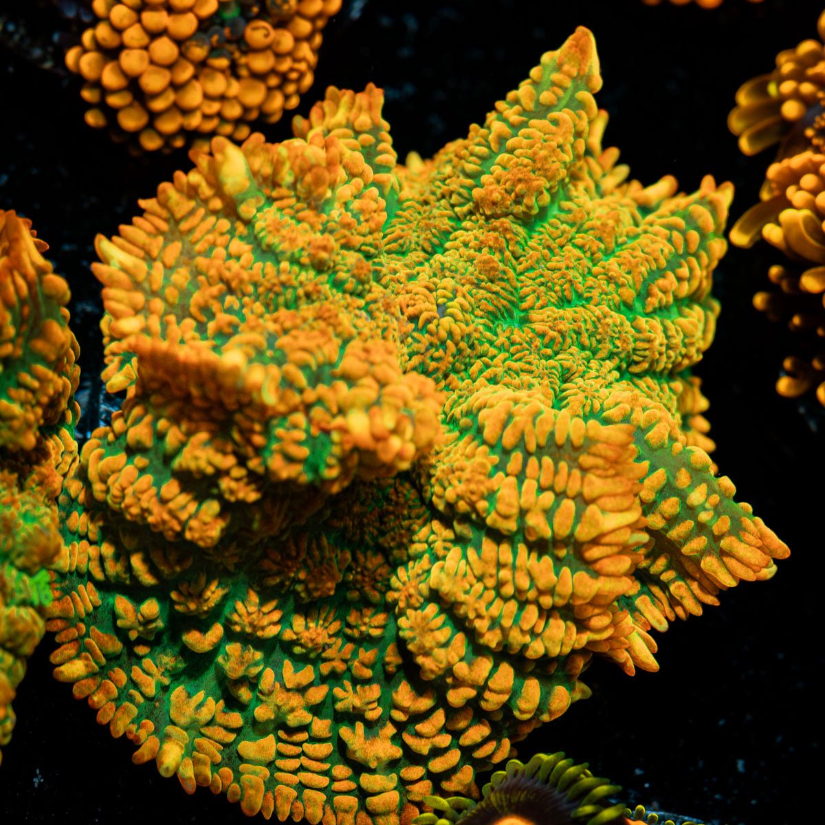 Tequila Sunrise Mushroom Coral with mushroom disc in reef aquarium
