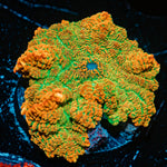 Tequila Sunrise Mushroom Coral