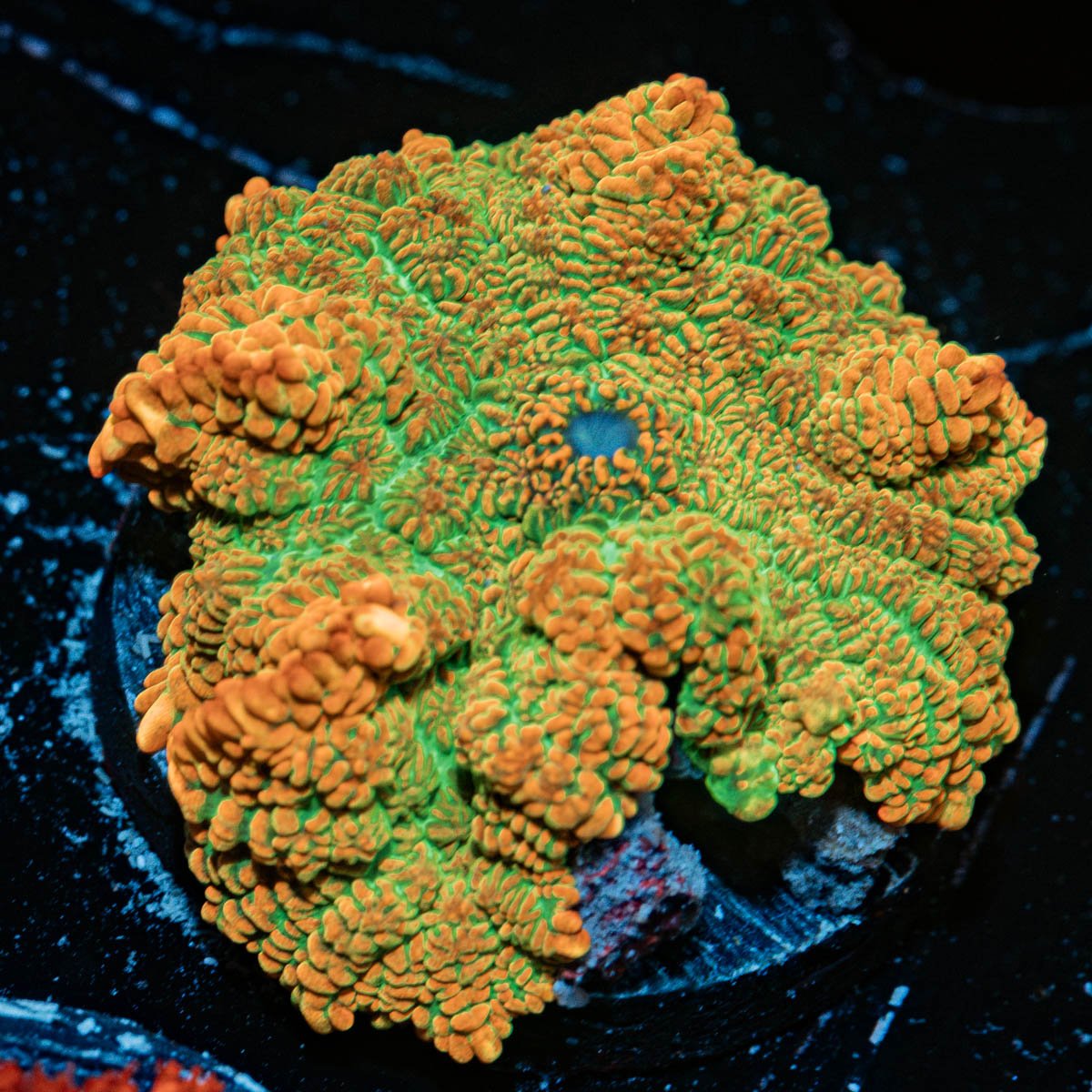 Tequila Sunrise Mushroom Coral