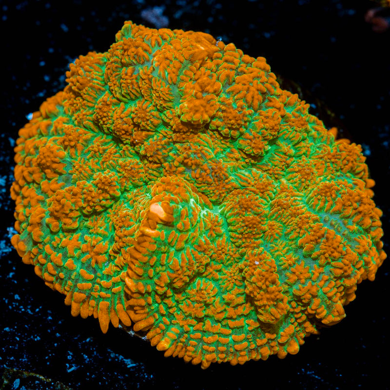 Tequila Sunrise Mushroom Coral with orange mushroom disc in reef aquarium