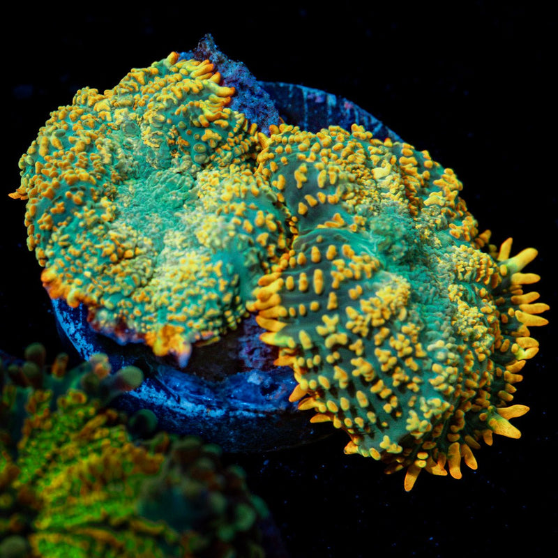 Tequila Sunrise Mushroom Coral with orange and yellow mushroom disc in reef aquarium