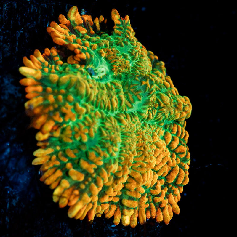Tequila Sunset Mushroom Coral with orange and pink mushroom disc in reef aquarium