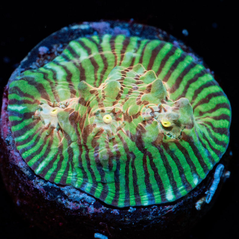 The Mask Convict Chalice Coral