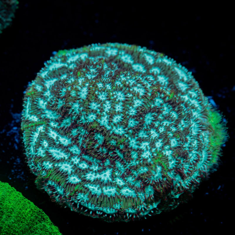 Thin Mint Pavona Coral with encrusting growth in reef aquarium