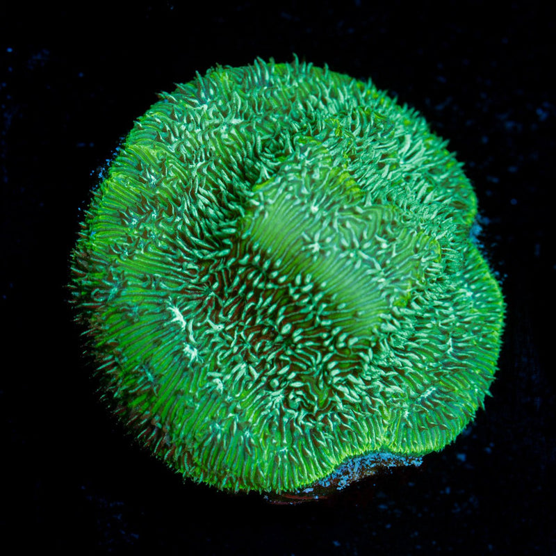 Thin Mint Pavona Coral with encrusting growth in reef aquarium