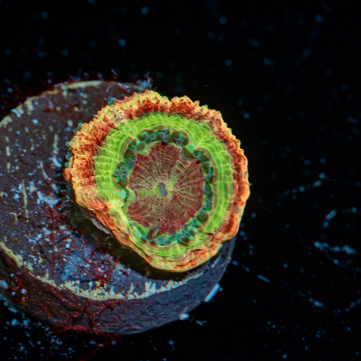 Thors HAmmer Acan Coral