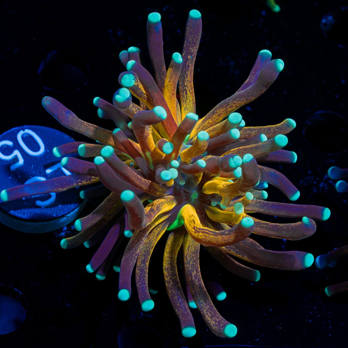 Tiger Torch Coral with flowing tentacles in reef aquarium