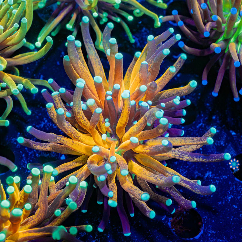 Tiger Torch Euphyllia Coral with flowing tentacles in reef aquarium