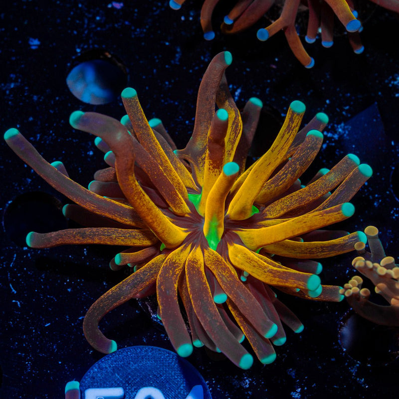 Tiger Torch Euphyllia Coral with flowing tentacles in reef aquarium