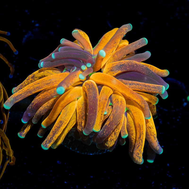 Tiger Torch Euphyllia Coral with flowing tentacles in reef aquarium