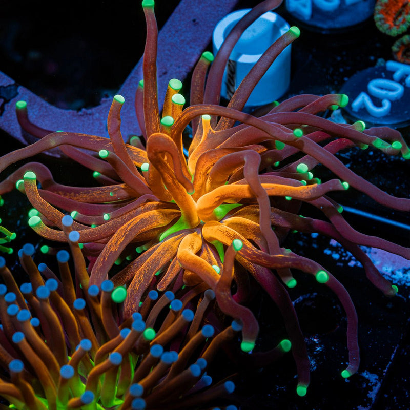 Tiger Torch Euphyllia Coral with flowing tentacles in reef aquarium