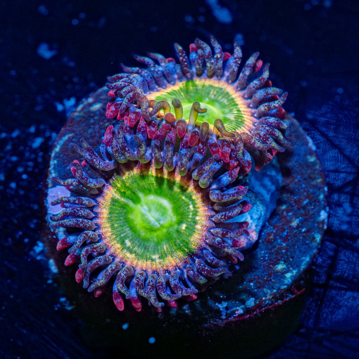 Tinker Bells Zoanthid with mat-forming colony in a saltwater aquarium