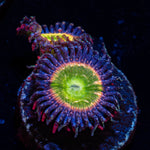 Tinker Bells Zoanthid with mat-forming colony in a reef aquarium