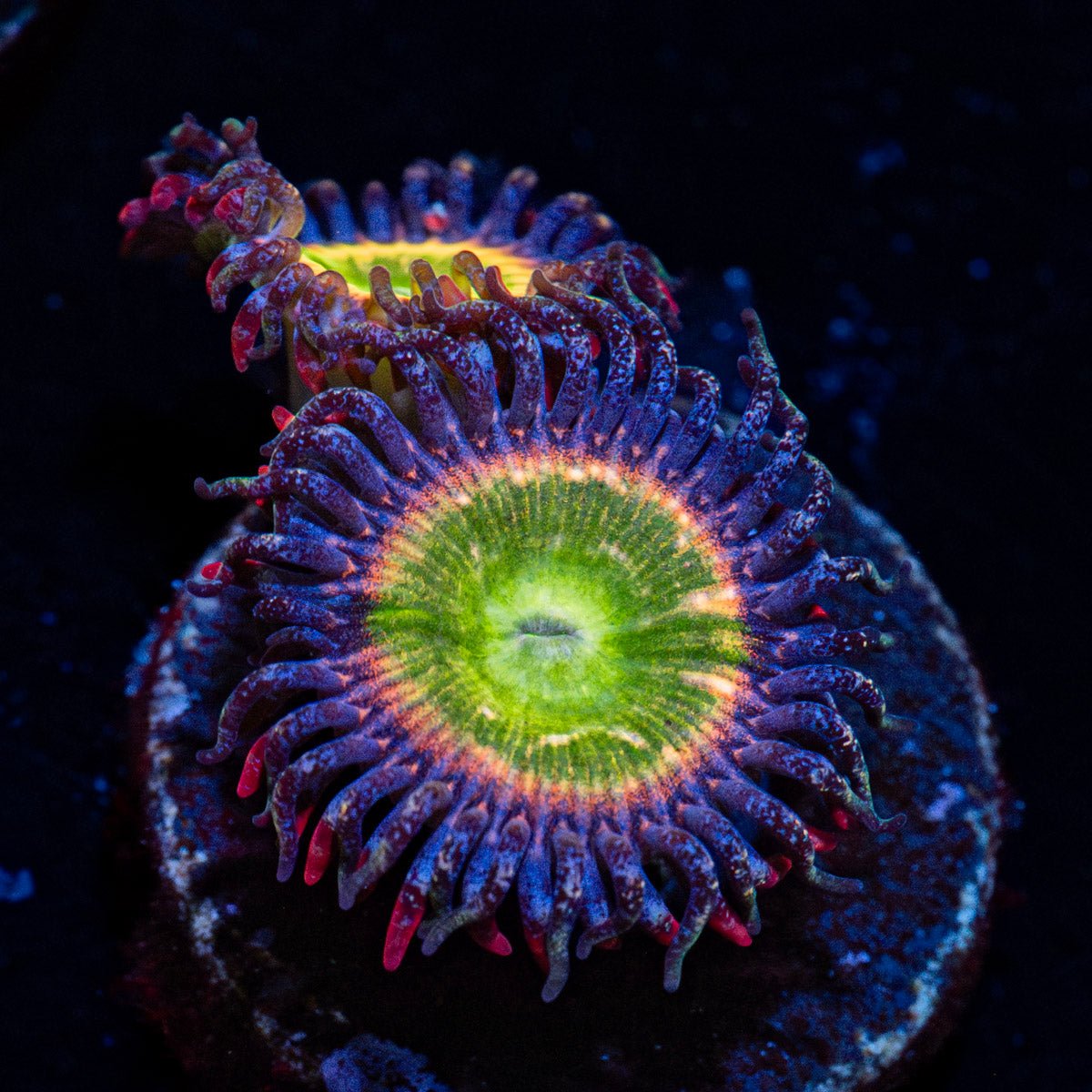 Tinker Bells Zoanthid with mat-forming colony in a reef aquarium
