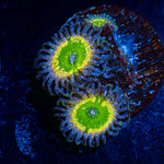 Tinker Bell's Zoanthid Coral with colony growth in reef aquarium