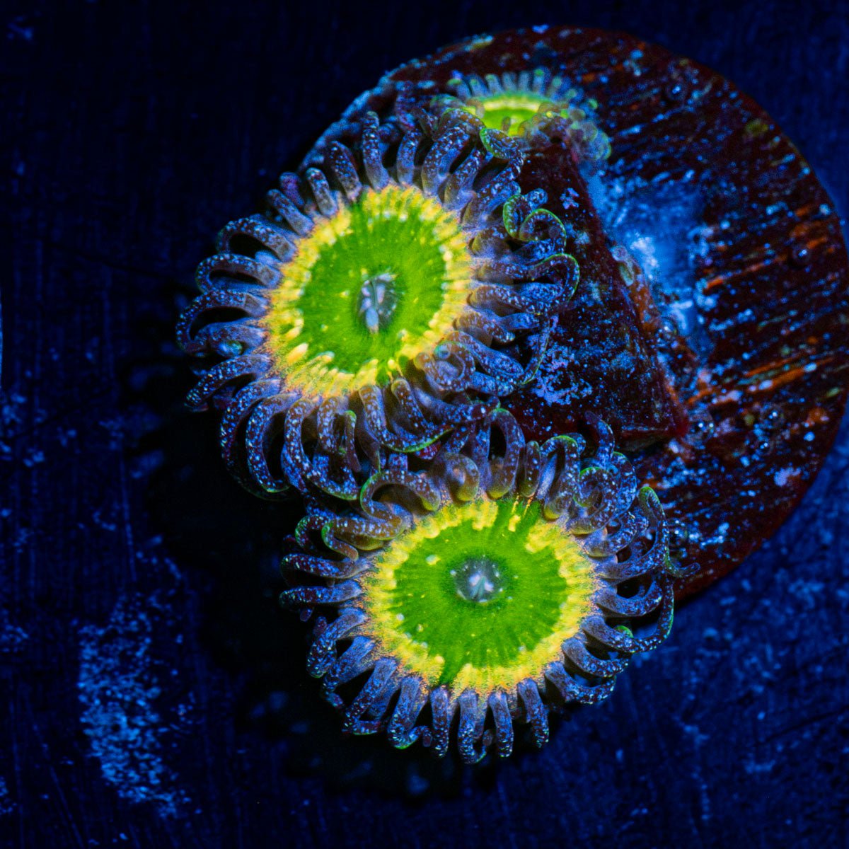 Tinker Bell's Zoanthid Coral with colony growth in reef aquarium