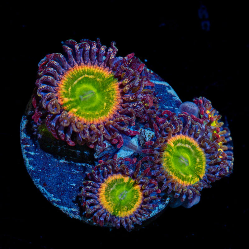 Tinker Bells Zoanthid Coral with colony growth in reef aquarium
