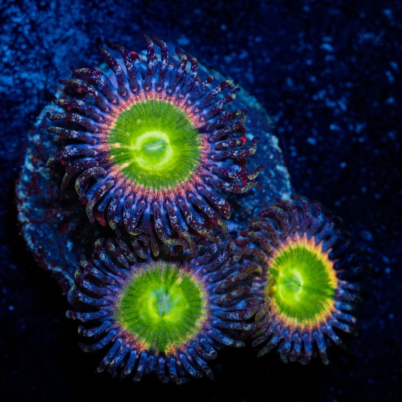 Tinker Bells Zoanthid Coral colony growth in reef aquarium