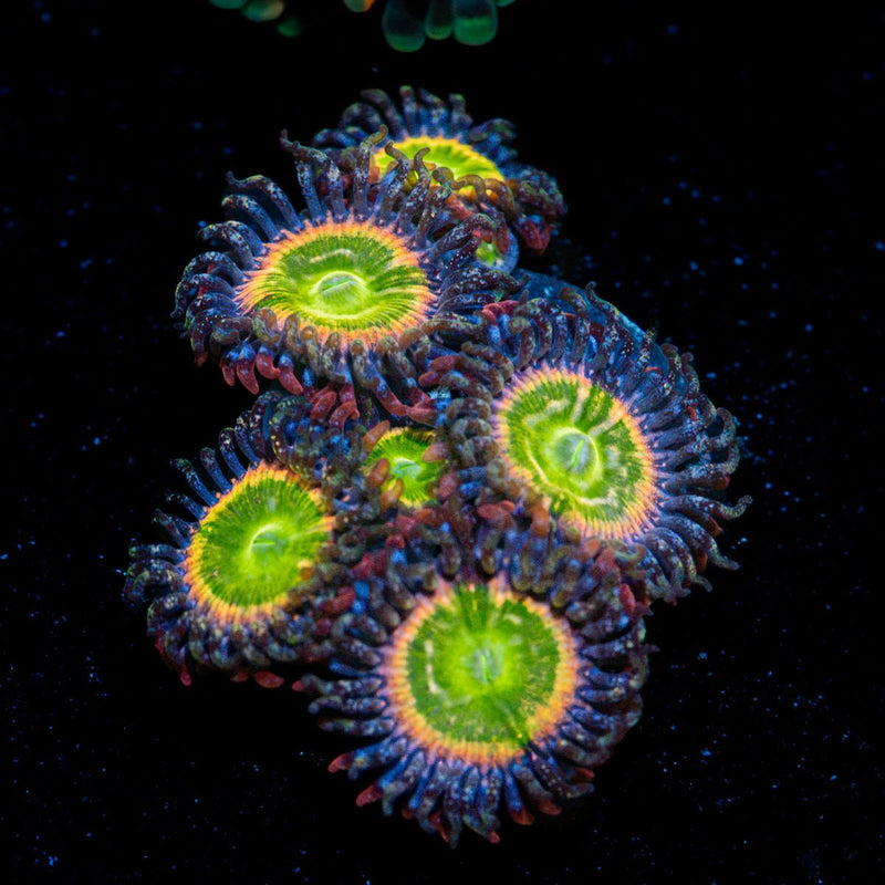 Tinker Bells Zoanthid Coral with colony growth in reef aquarium