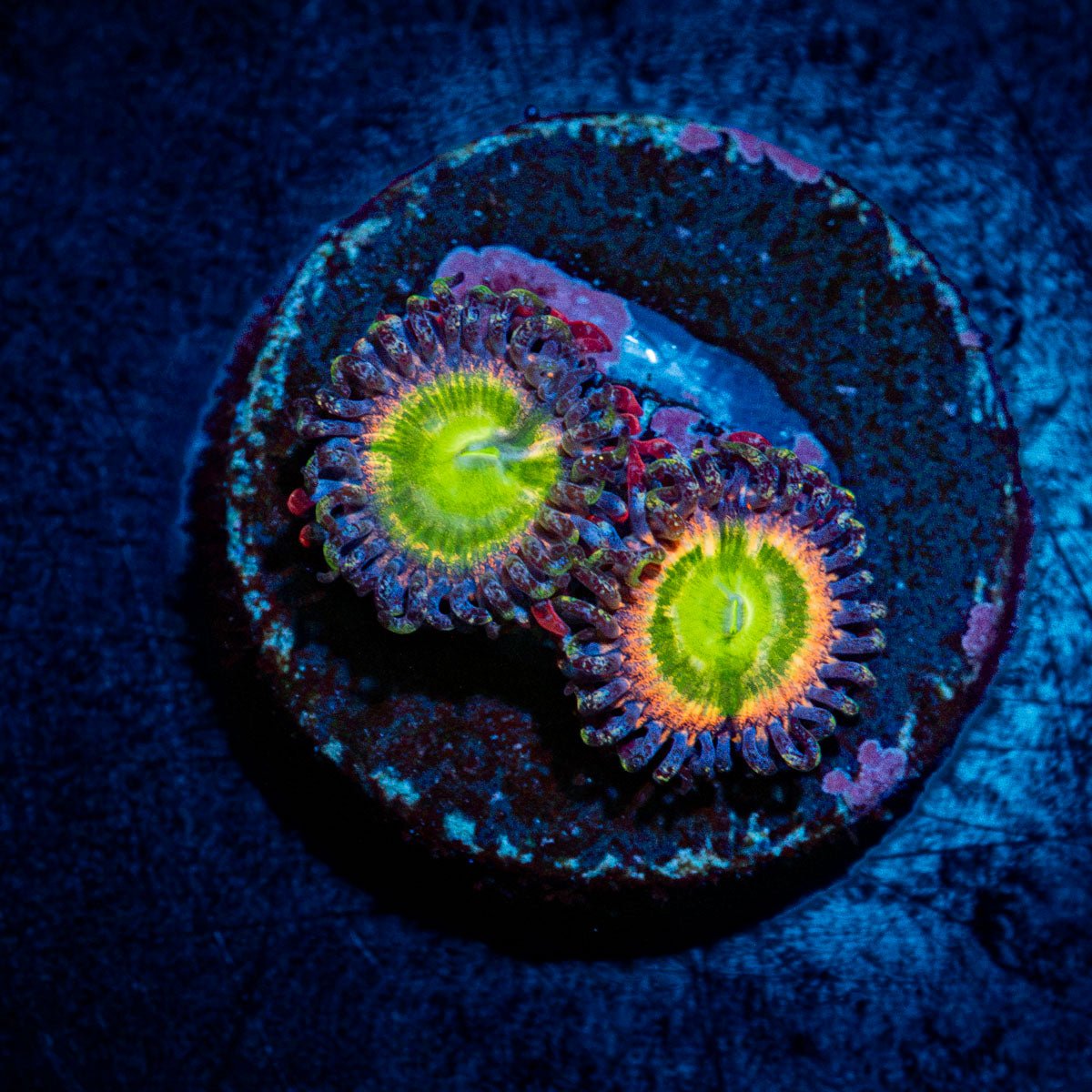 tinker-bells-zoanthid-coral-