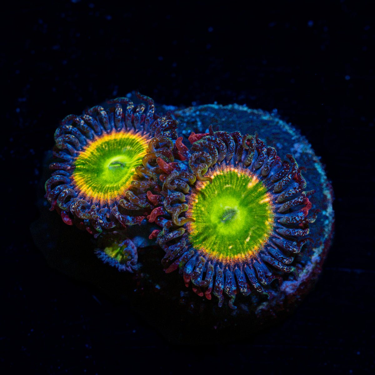 tinker-bells-zoanthid-coral-