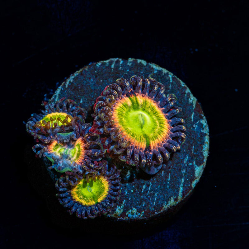 Tinker Bells Zoanthid Coral colony growth in reef aquarium