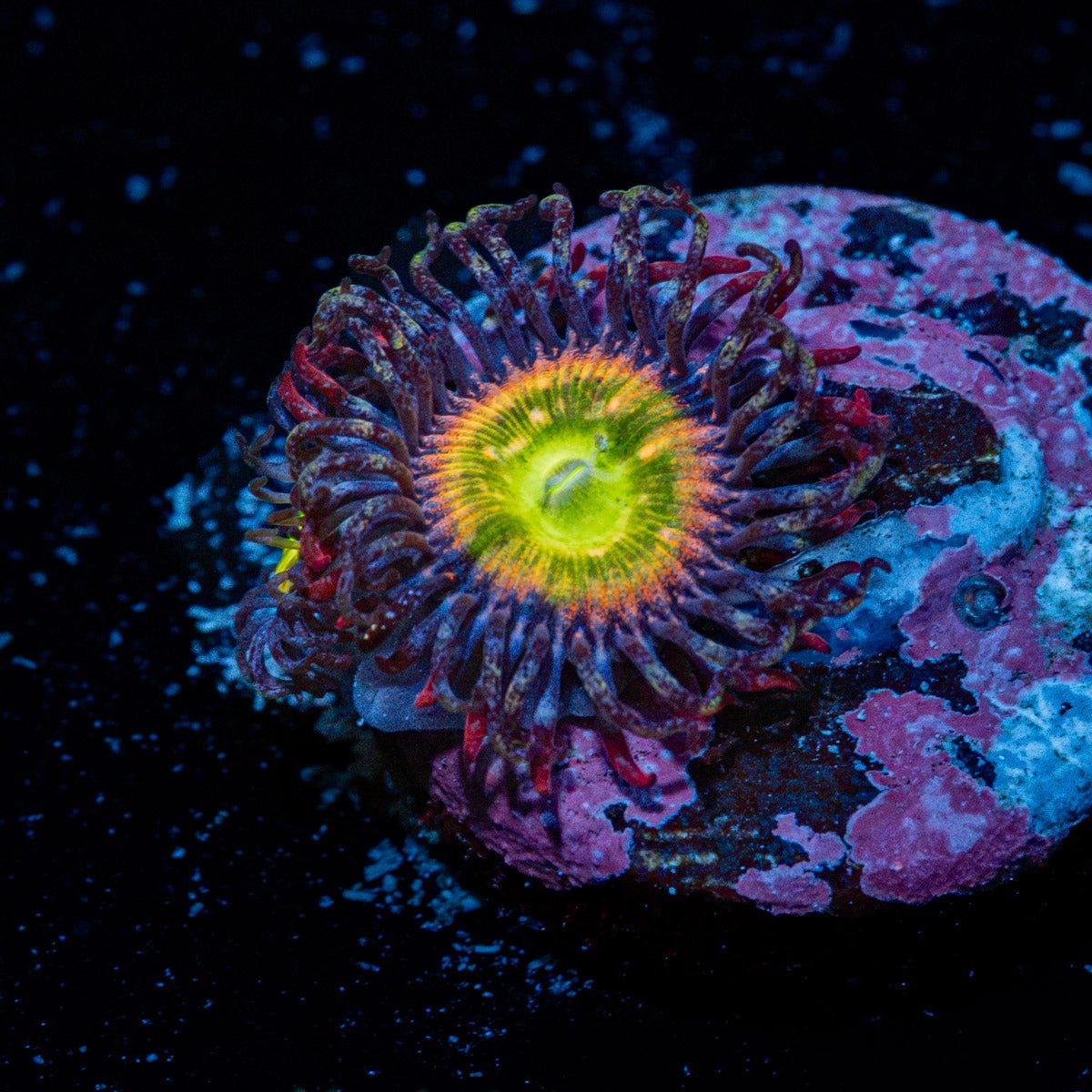 Tinker Bells Zoanthid Coral colony growth in reef aquarium