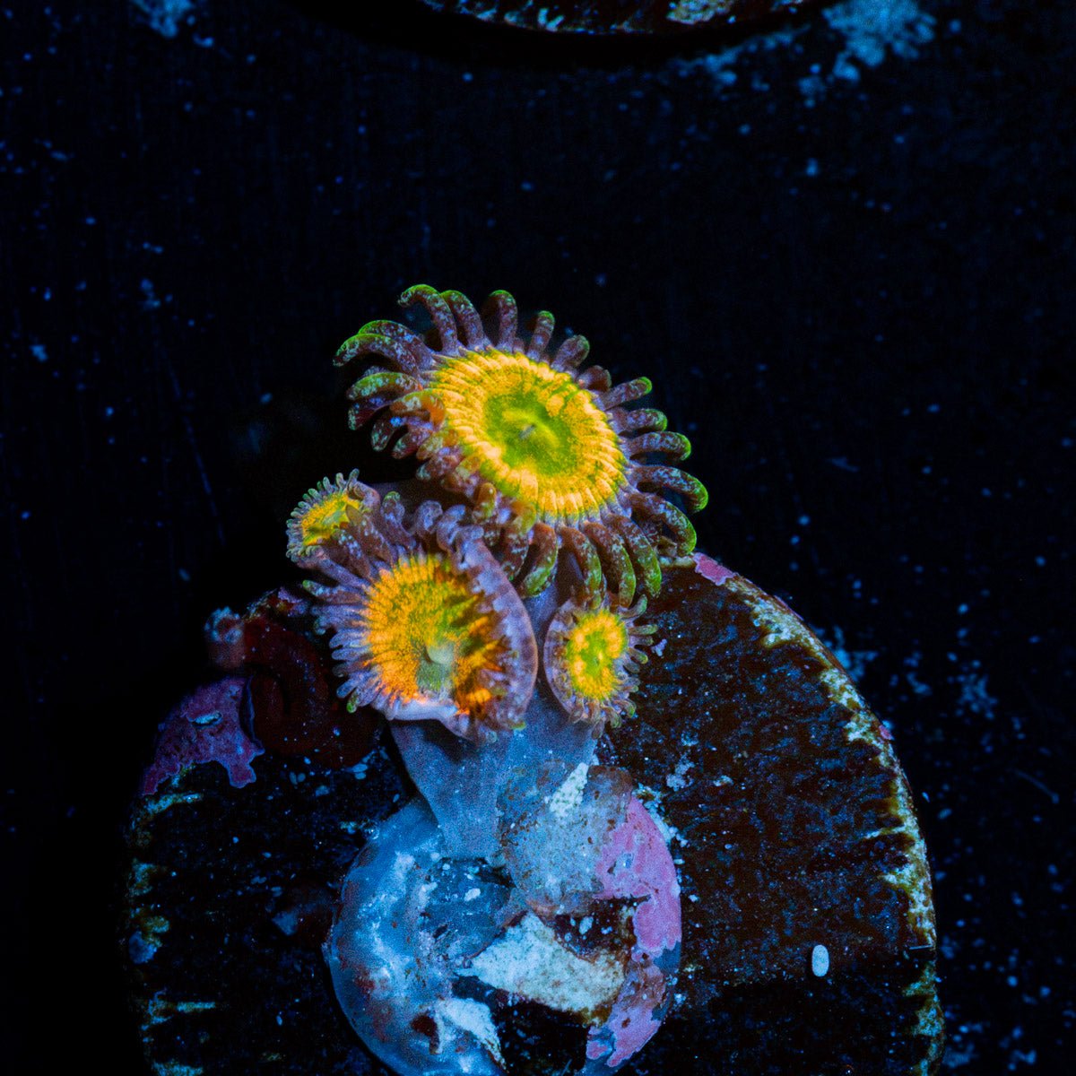 Tinker Bells Zoanthid Coral with colony growth in reef aquarium