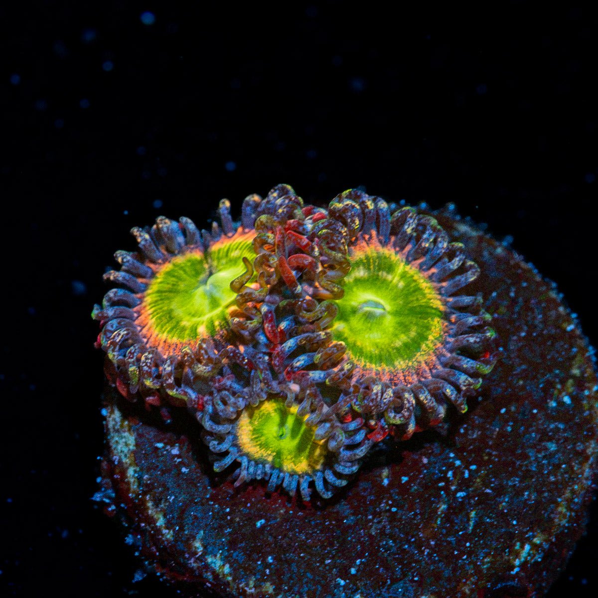 Coralꪔ̤̫ tinker-bells-zoanthid-i27-s1-7